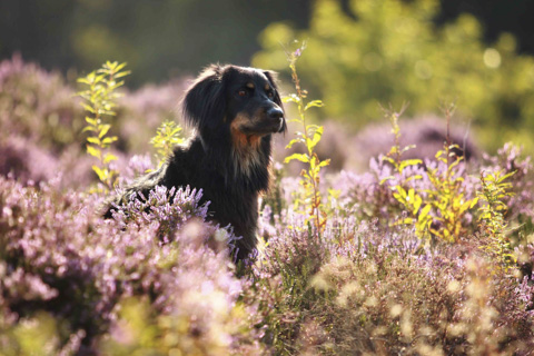 Hovawart in der Heide, Amrum